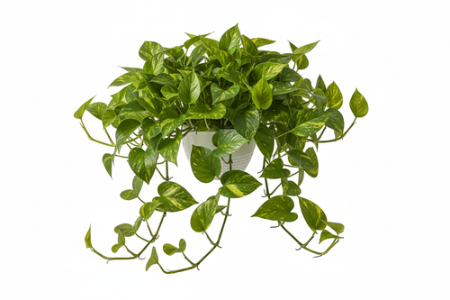 Golden Pothos