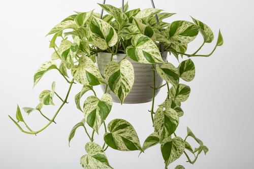 marble queen pothos