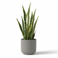 Sansevieria - Laurentii (Snake Plant) white background