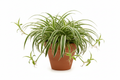 spider plant with white background